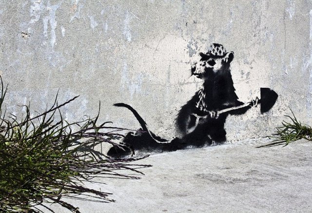 Rat Graffiti