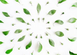 Cirlcle of Leafs - Minimalistic Nature Poster Design - Balance Style