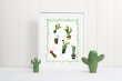 Cactus Watercolour Painting Poster Botanical Cacti Print